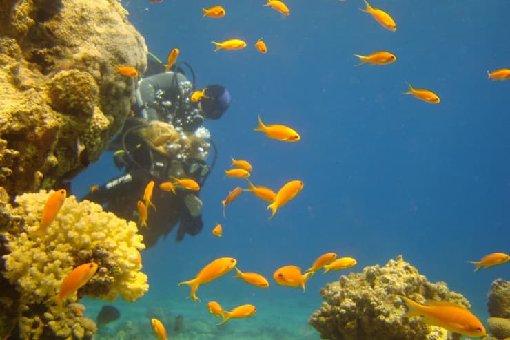 צוללן ופזיות בחוף האלמוגים