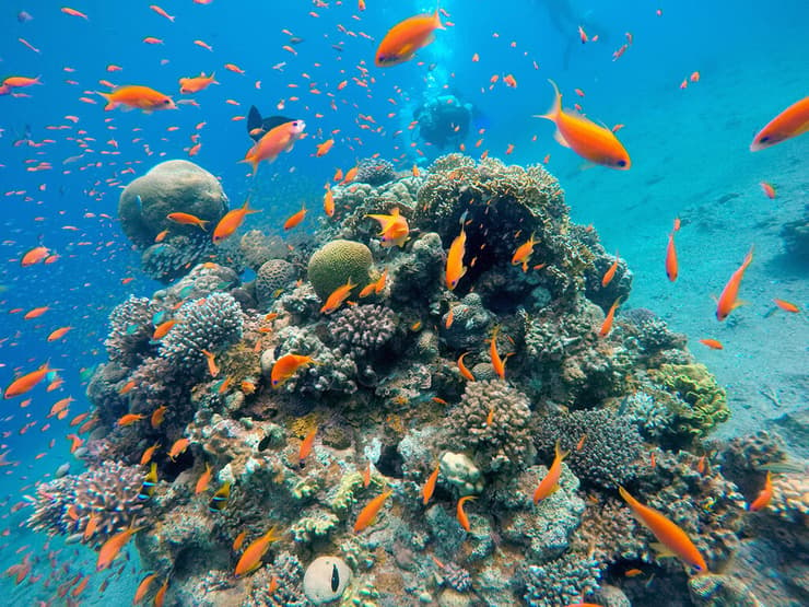 אלמוגים הים אדום אילת