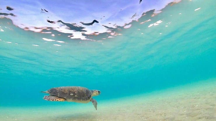 ביום שישי שוחררו צבי ים בגן הלאומי נחל אלכסנדר – חוף בית ינאי