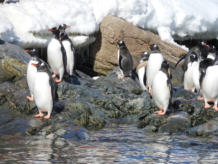 פינגווינים באנטארקטיקה