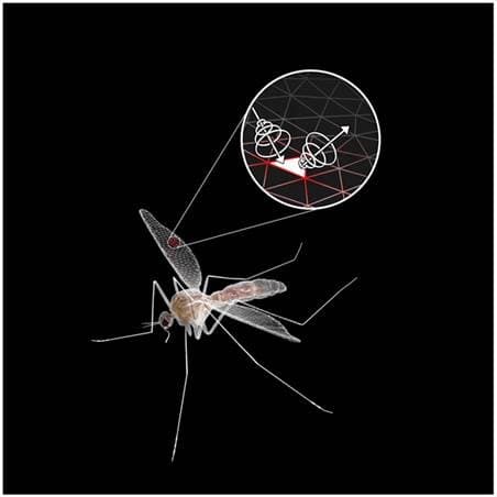 מודל תלת מימדי של יתוש ששימש לעריכת סימולציה שמייצרת הדים של יתושים