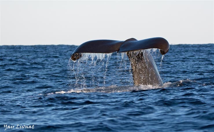 לווייתנים מול חוף Andenes   