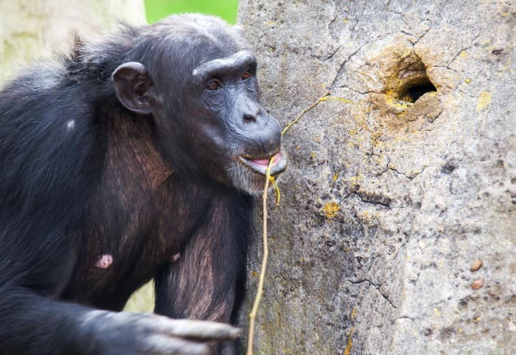 שימפנזה משתמש במקל