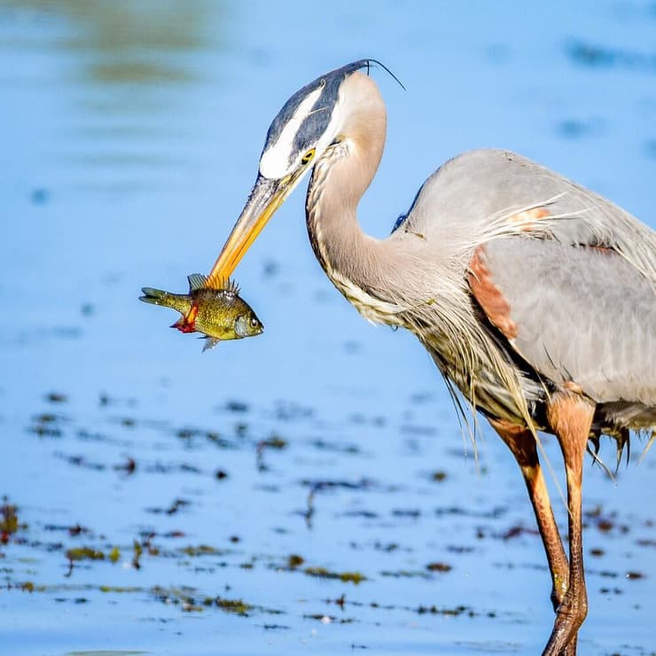 אנפה צדה דג (shutterstock) אנפה צדה דג