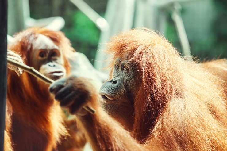 אורנג אוטן משתמש במקל (shutterstock) אורנג אוטן משתמש במקל