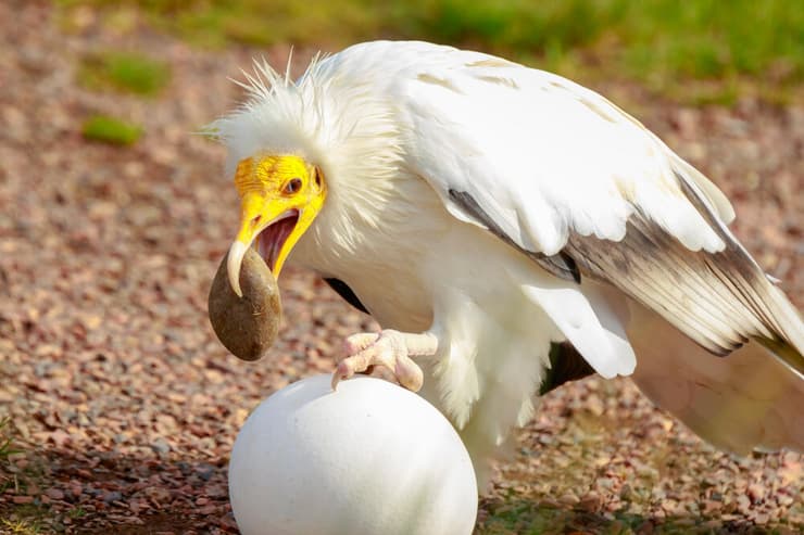 רחם מפצח ביצה עם אבן (shutterstock) רחם מפצח ביצה עם אבן