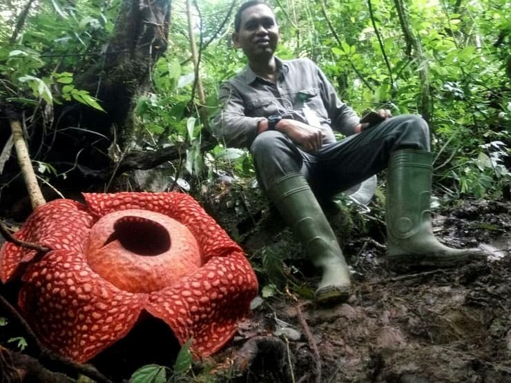 הפרח הגדול שהתגלה באינדונזיה
