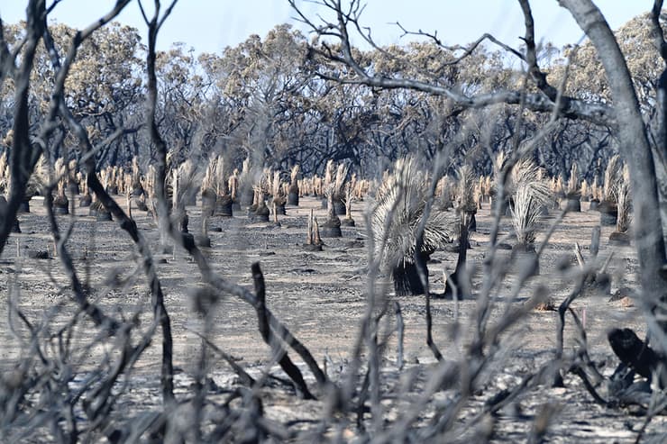 אי הקנגורו קנגורו עצים שרופים שריפה אוסטרליה