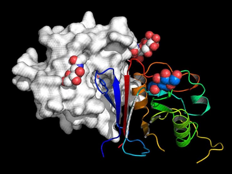 החלק הפעיל של המולקולה "ארנספט" (חוטים בצבעי הקשת) נקשר לקולטן של הנגיף מצ'וּפּו (באפור)