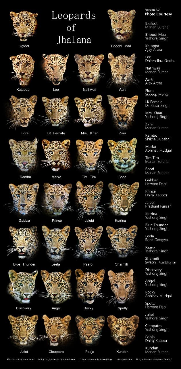 הנמרים שזוהו על ידי החוקרים. לכל אחד דפוס ייחודי