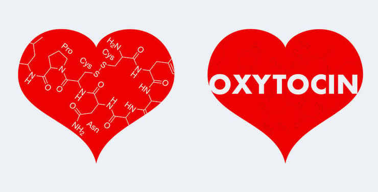 אוקסיטוצין. הורמון האהבה