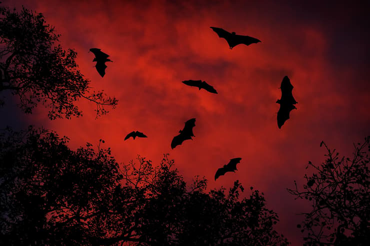 עטלפים