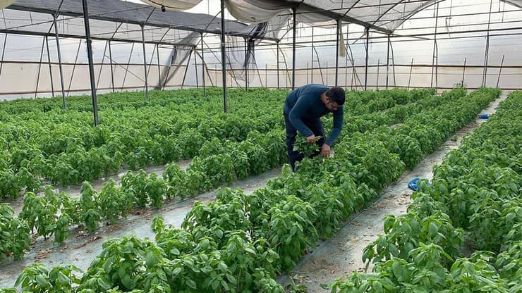 בעקבות הסגר ברשות הפלסטינית - חקלאי בקעת הירדן פנו לשר החקלאות “נקרוס אם המצב ימשך.מציעים עבודה לאלפי המובטלים”.