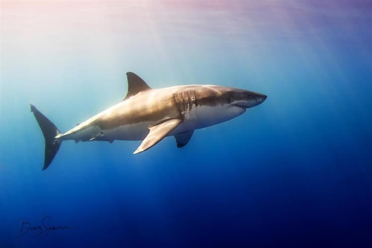 כריש עמלץ לבן באי גוואדלופה, מקסיקו