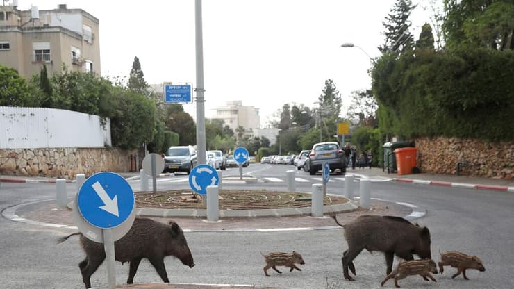  "חלק מהחיים כאן". חזירי בר בחיפה