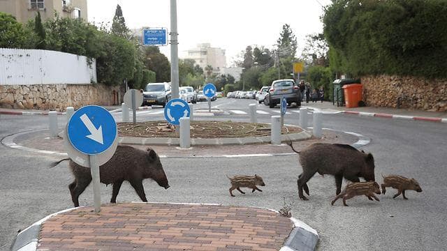  משפחת חזירי בר בחיפה
