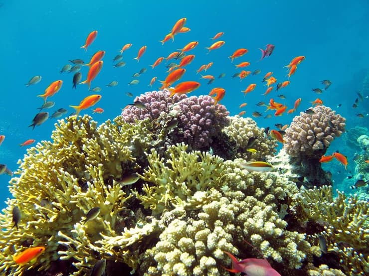 שמורת טבע חוף האלמוגים באילת