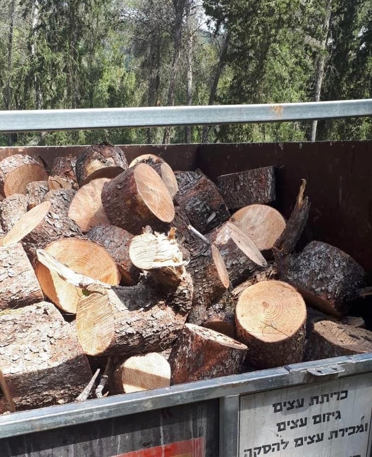 עצים שנכרתו ונתפסו ביער אשתאול