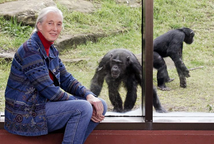 ג'יין גודול ושימפנזים