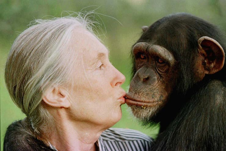 ג'יין גודול מנשקת שימפנזה