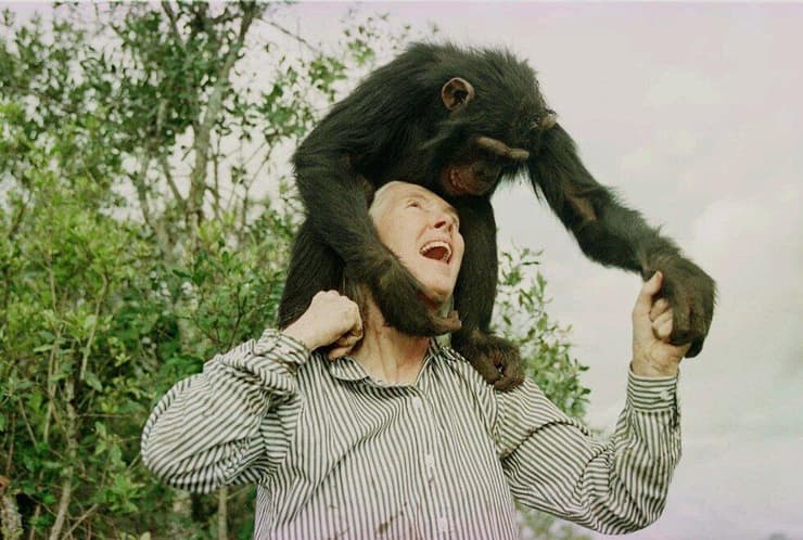 ג'יין גודול עם שימפנזה