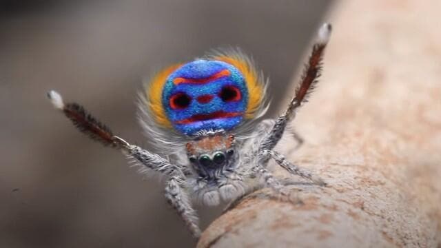 עכביש הטווס - מתוך תערוכת הטבע