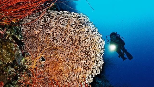 אלמוגים בפלאו