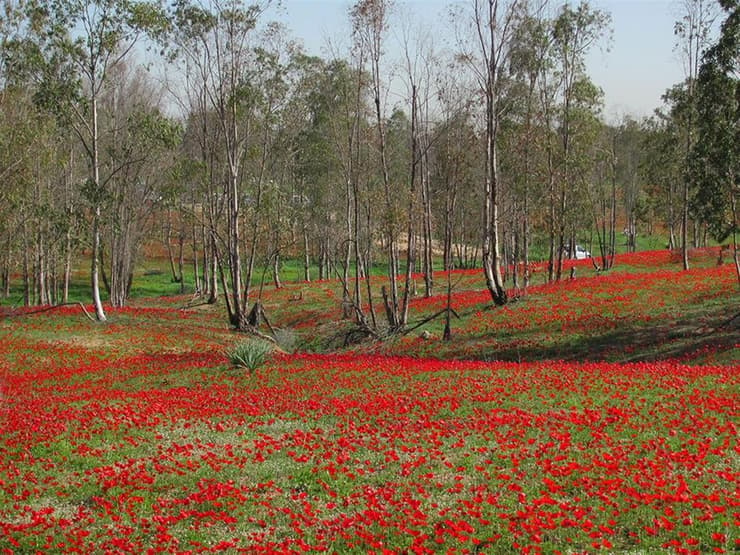 מרבד כלניות אדום ביער שוקדה