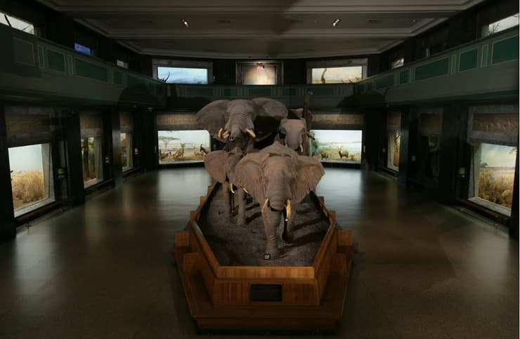 המוזיאון האמריקאי לתולדות הטבע