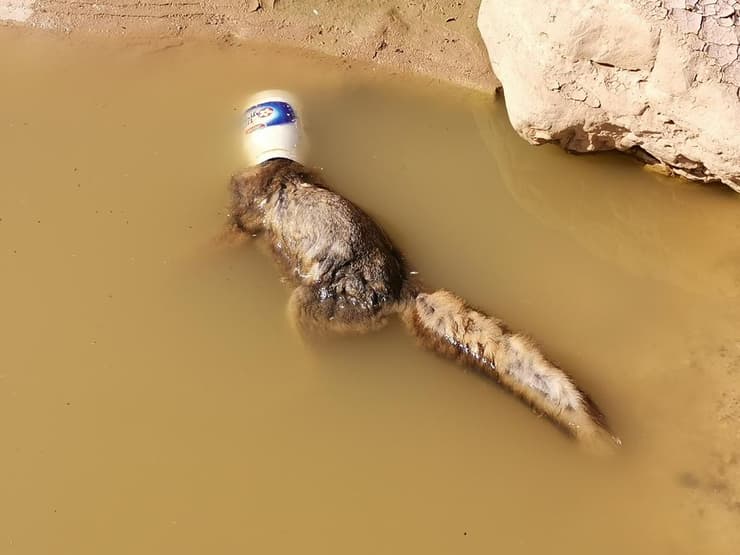 שועל מת לאחר שראשו נתקע בקופסת מיונז והוא נפל לגב מים בנחל כמריר, סמוך לערד