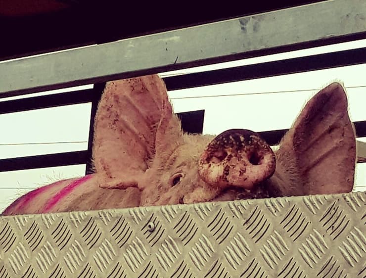 תיעוד של חזיר במשאית בישראל