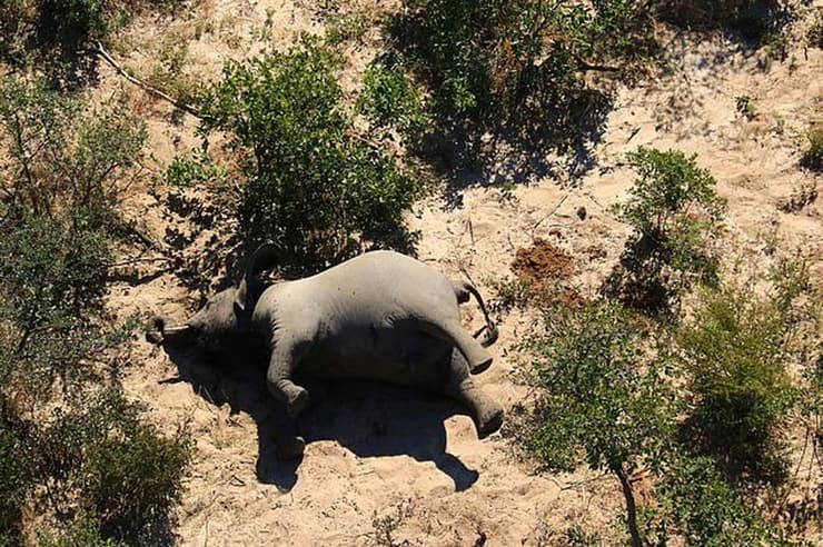 פילים פיל מתו בוצוואנה בוטסואנה אפריקה