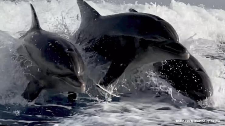 דולפינים במפרץ אילת