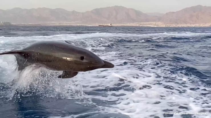 דולפין קופץ במפרץ אילת