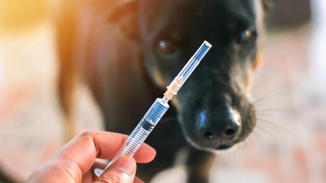 כל כלב מחויב בחיסונים