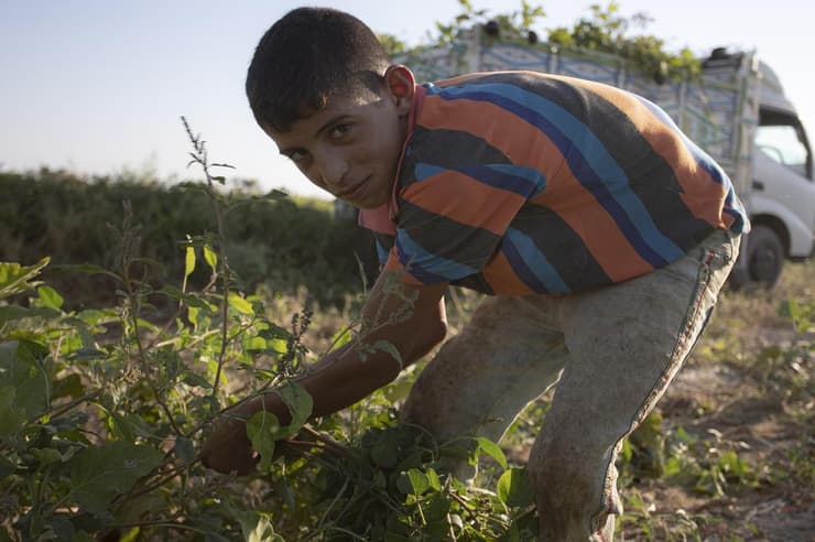 הכלכלה נפגעה קשות. ילד בשדה חקלאי בבקעת הירדן