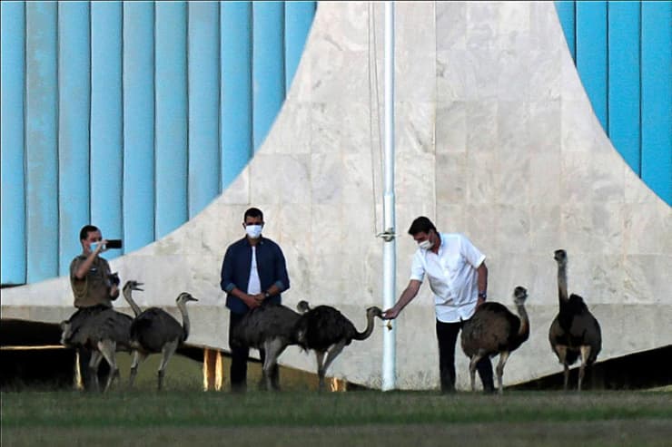 ז'איר בולסונרו ננשך ריאה עוף ארמון נשיא ברזיל