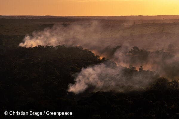 שריפות באמזונס בברזיל