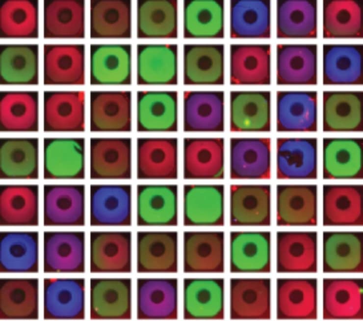 דימות פלואורסצנטי של התאים המלאכותיים על-גבי השבב. הבדלים בהרכב הגנים בין תא לתא יצרו הבדלי צבעים המשקפים שלבים שונים בתהליכי הבנייה של חלקי הנגיף