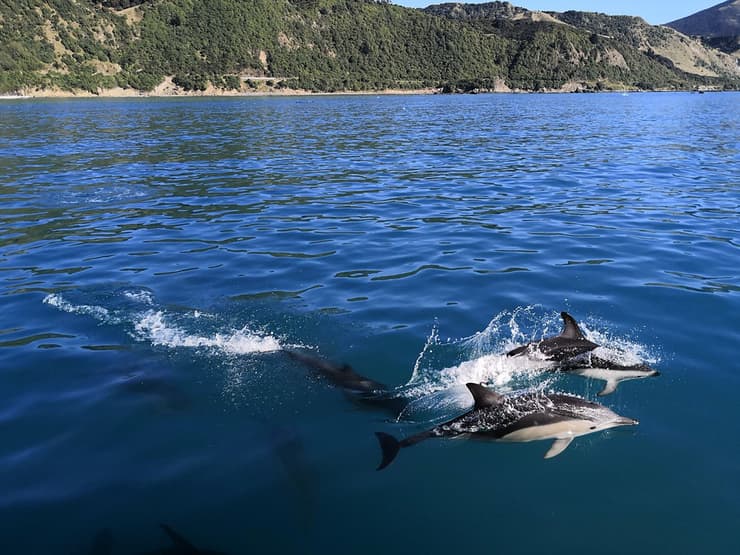 דולפינים ב-Kaikoura