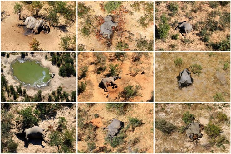 פילים מתים בוצוואנה פיל אפריקה בוטסואנה