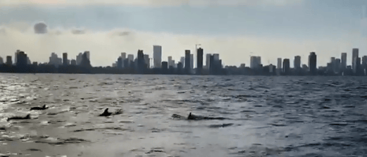 להקת דולפינים מול חופי תל אביב