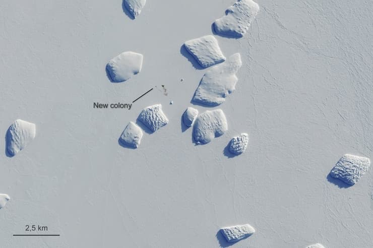תמונת לווין של לשלשת פינגווין קיסרי