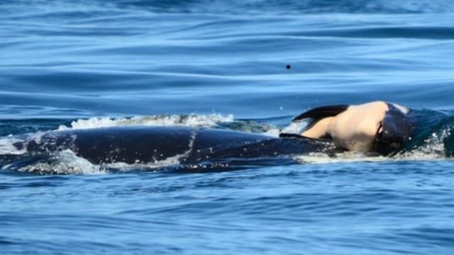 נקבת הלווייתן, כפי שתועדה ב-2018