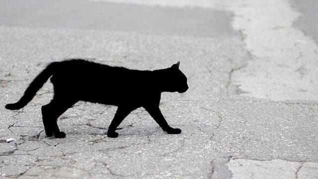 מתי הפך החתול השחור לאיום על האנושות?