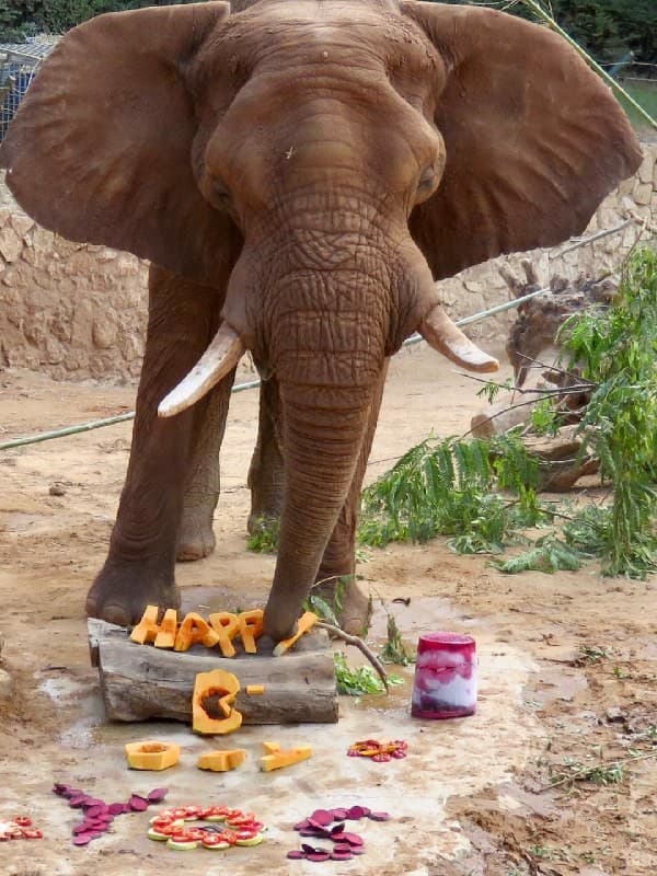 יוסי הפיל חוגג יום הולדת