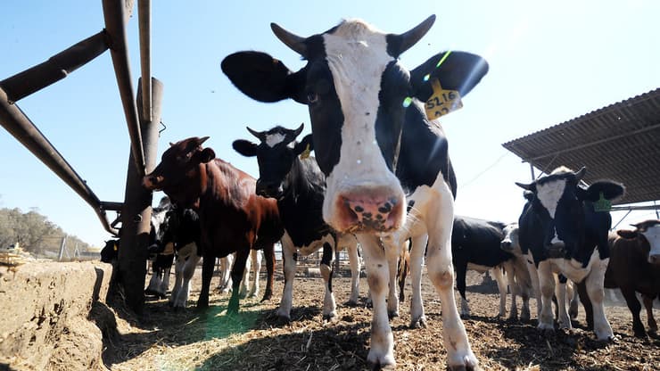 "המחסור במזון לפרות מייקר את מחיר החלב"