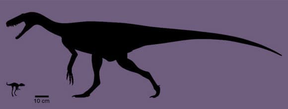 היה בגובה של עשרה סנטימטר, והשתייך לקבוצה ממנה התפתחו הדינוזאורים והפטרוזאורים. אילוסטרציה של קונגונפון קלי