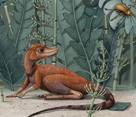 משמאל קונגונפון קלי, ומימין אחד הדינוזאורים המוקדמים,Herrerasaurus, באותו קנה מידה