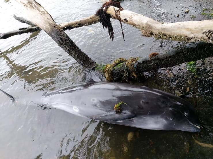 דולפינים נמצאו מתים לחופי מאוריציוס